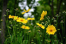 Wildblumen