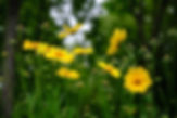 Wild Flowers