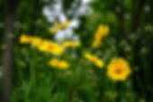 Wild Flowers