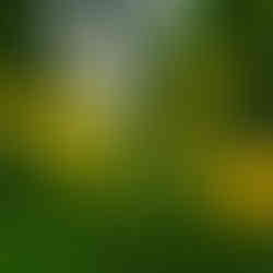 Jardin accueillant des pollinisateurs