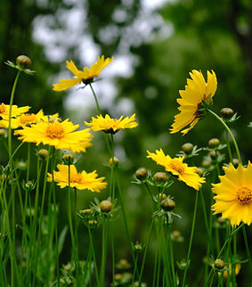 Wild Flowers