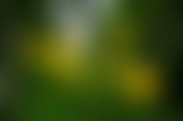 Sustainable Floristry - why its important & the choices available