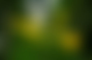 Sustainable Floristry - why its important & the choices available