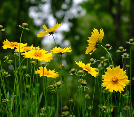 Wild Flowers