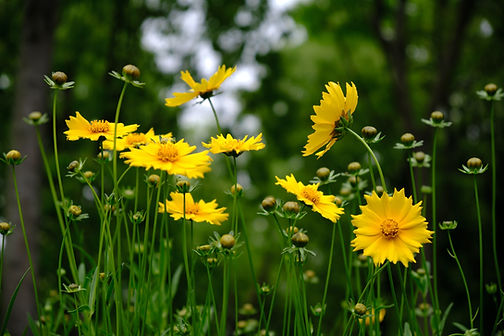 Wild Flowers