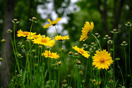 Wild Flowers
