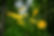 Floresta