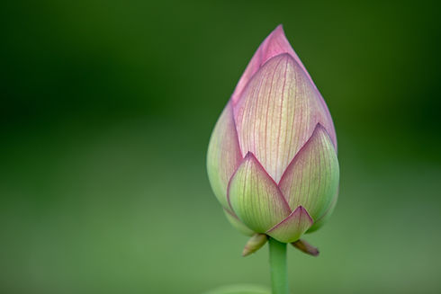 花のつぼみ