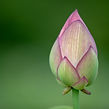 Flower Bud Petals