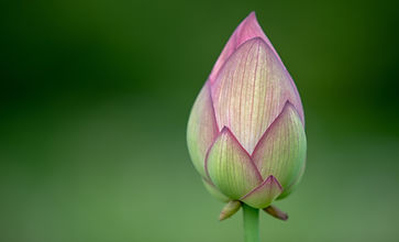 花のつぼみ