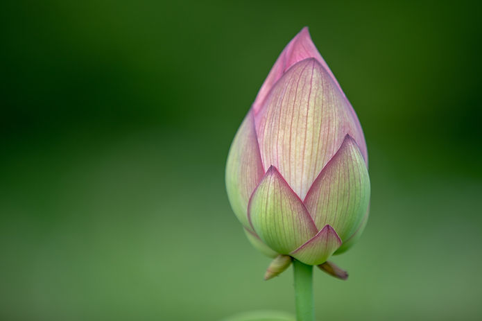 Flower Bud Petals
