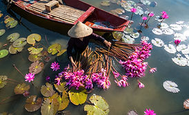 Vietnamese woman harvesting water lilies in Ninh Binh, Vietnam