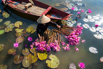 Vietnamese woman harvesting water lilies in Ninh Binh, Vietnam