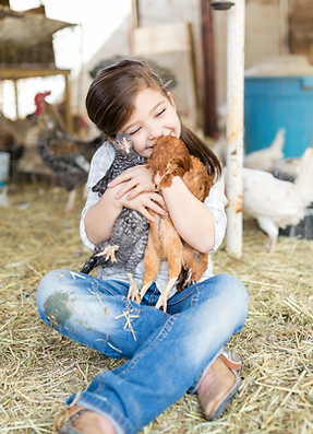 Chicken Farm