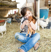 Chicken Farm