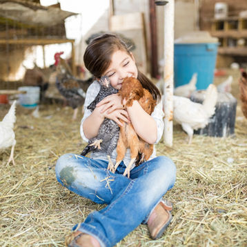 Exploring Chicken Breeds: A Guide to Egg Production and Temperament