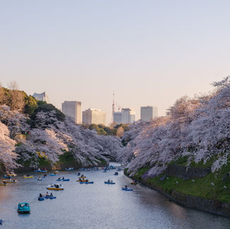 Cherry Blossoms Along River