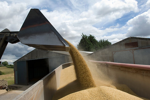 Bulk harvested grain stored in an industrial agricultural warehouse