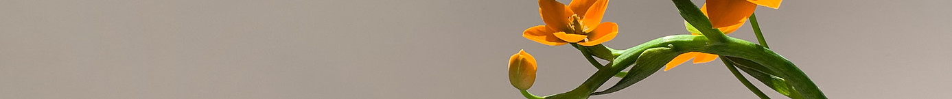 Orange Flower
