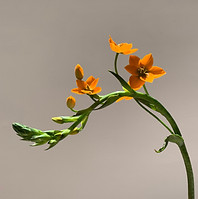 Orange Flower