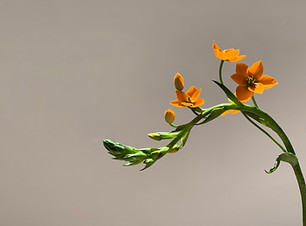 Orange Flower Stem