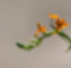 Orange Flower