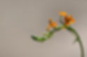 Orange Flower Stem