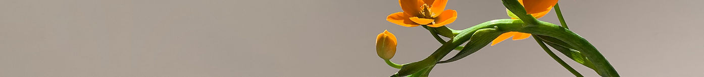 Orange Flower