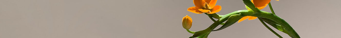 Orange Flower