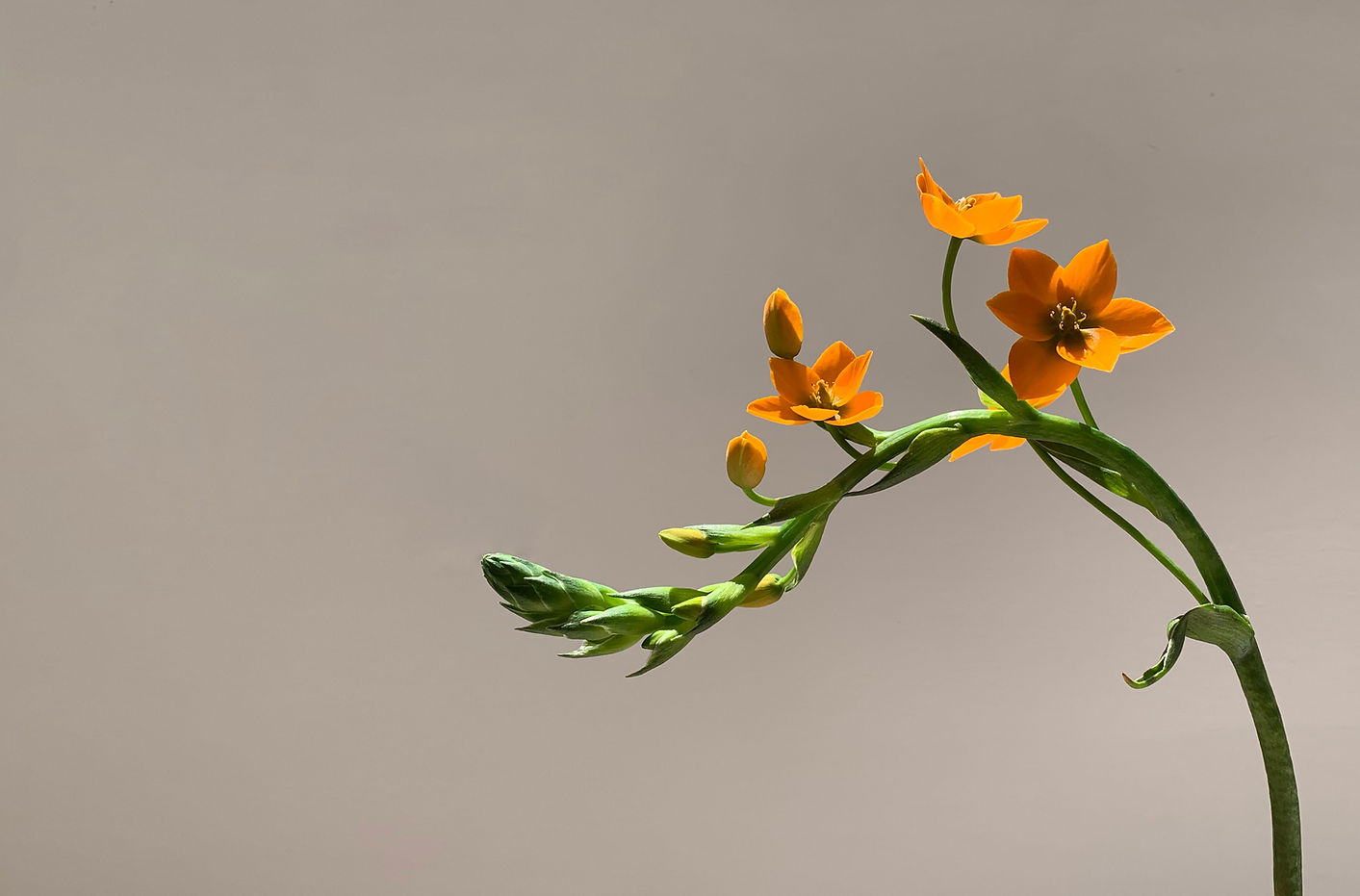 Fleur d'oranger