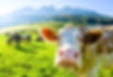 Cows on the alpine meadow