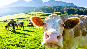 Kuhpocken: Ursachen, Symptome, Verbreitung und Impfung