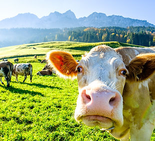 Vacas no prado alpino
