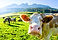 Vaches sur la prairie alpine