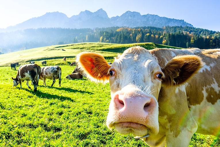 Cows on the alpine meadow