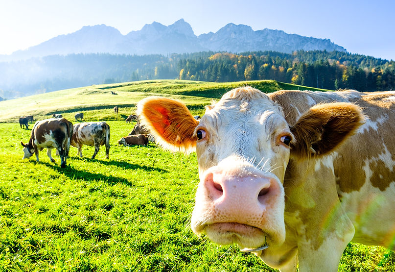 Cows on the alpine meadow