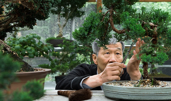 Trimming Bonsai Tree