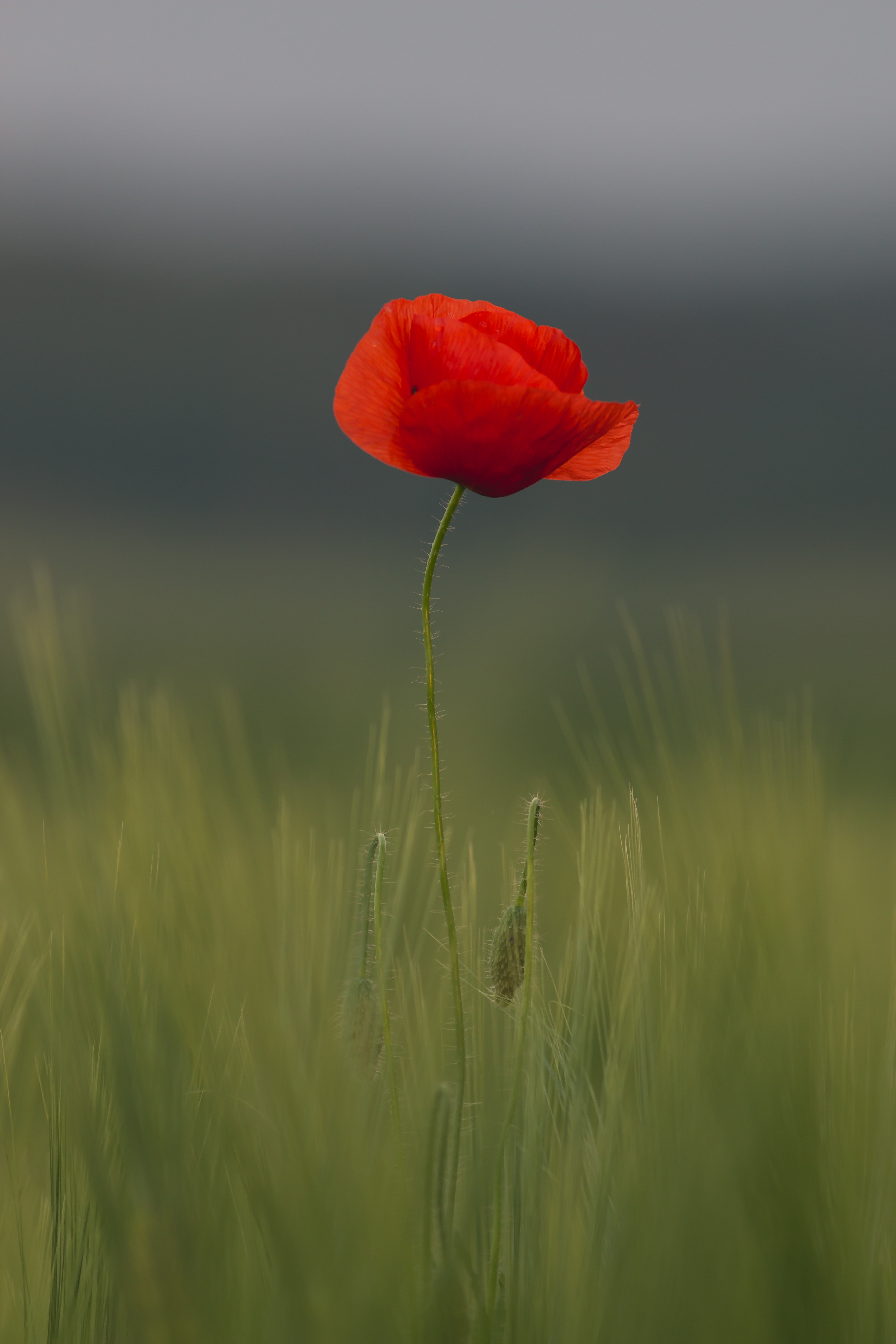 Poppy Flower