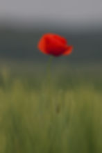 Mohnblume