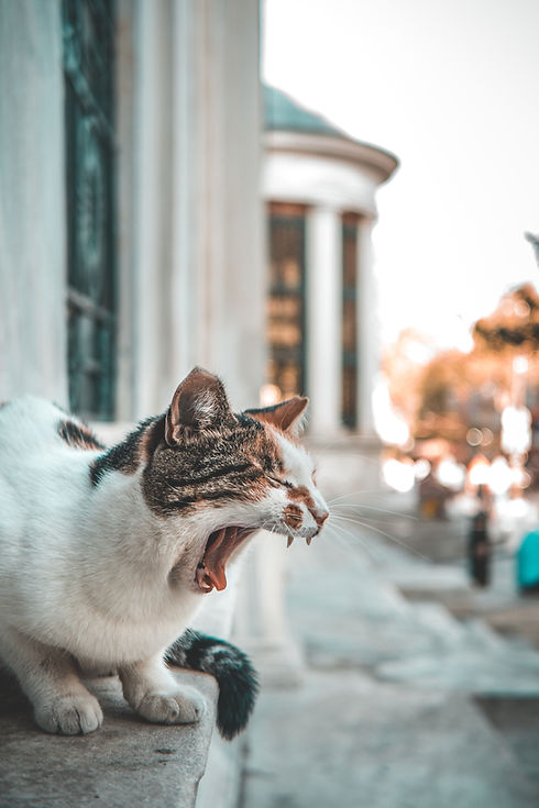 Yawning Cat