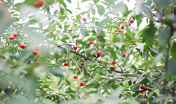 Bright Cherry Tree