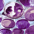 Purple Petri Dishes