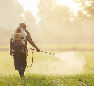 A farmer is taking care of the rice patty