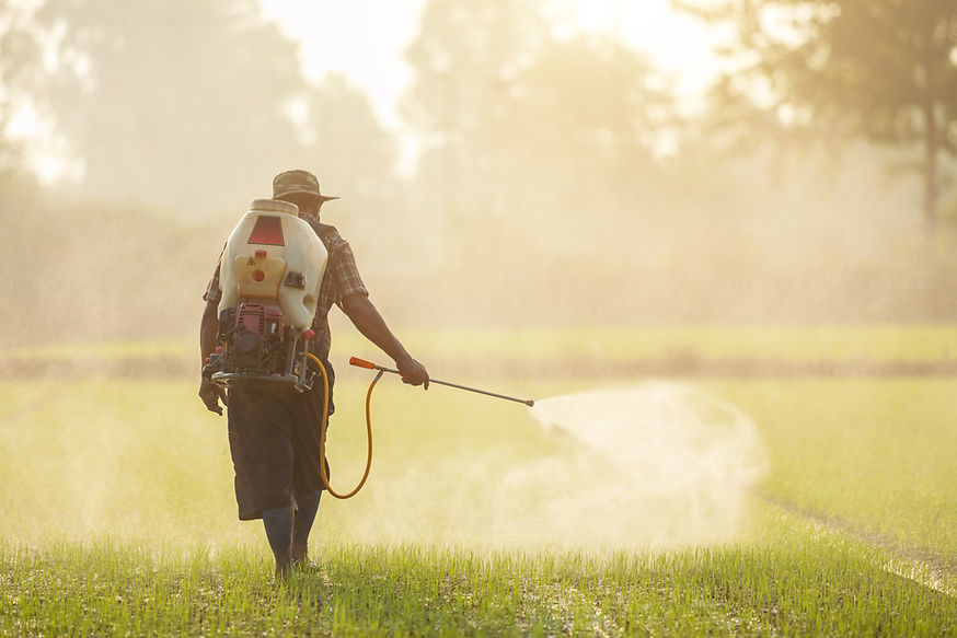A farmer is taking care of the rice patty