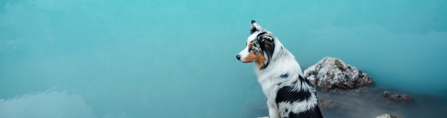 Dog on stone in the water