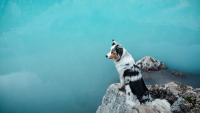 [每週星座運勢] 2024/6/9-6/15｜小龜的塔羅牌世界