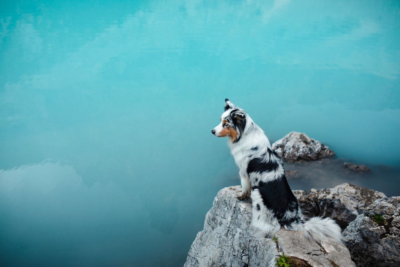 Perro sobre piedra en el agua