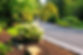 Curving paved driveway lined with lush green trees