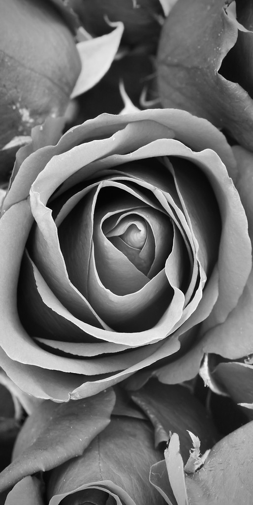 Black-And-White Roses