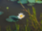 White lotus in a lake